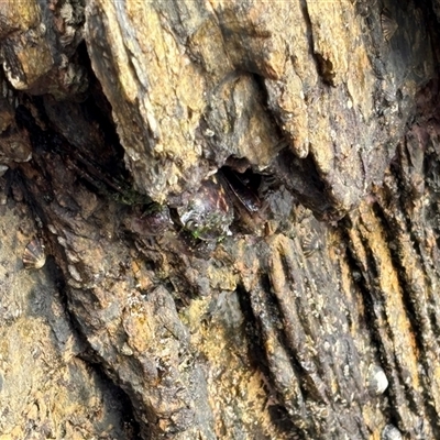 Unverified Marine Invertebrate by Choyster