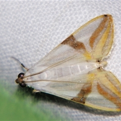 Unverified Pyralid or Snout Moth (Pyralidae & Crambidae) at Abergowrie, QLD - 20 Oct 2008 by PJH123