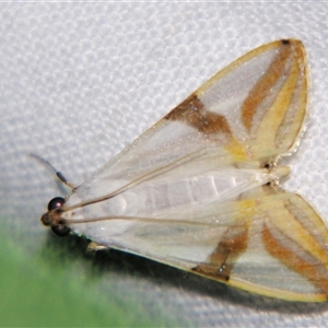 Talanga sabacusalis (A Crambid moth (Spilomelinae) at Abergowrie, QLD - 20 Oct 2008 by PJH123