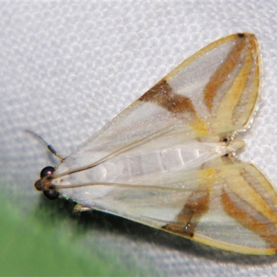 Unverified Pyralid or Snout Moth (Pyralidae & Crambidae) at Abergowrie, QLD - 20 Oct 2008 by PJH123