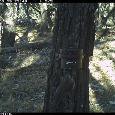 Colluricincla harmonica (Grey Shrikethrush) at Crowther, NSW - 6 Apr 2025 by Frecko