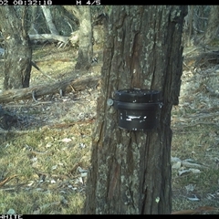 Dacelo novaeguineae (Laughing Kookaburra) at Crowther, NSW - 2 Apr 2025 by Frecko