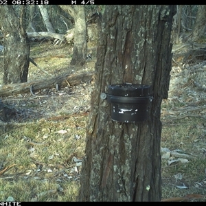 Dacelo novaeguineae (Laughing Kookaburra) at Crowther, NSW - 2 Apr 2025 by Frecko