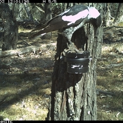 Gymnorhina tibicen (Australian Magpie) at Crowther, NSW - 2 Apr 2025 by Frecko
