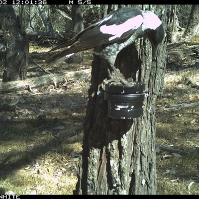 Gymnorhina tibicen (Australian Magpie) at Crowther, NSW - 2 Apr 2025 by Frecko