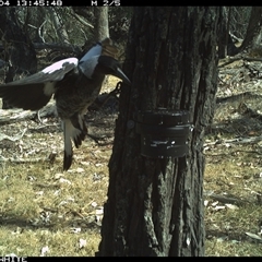 Gymnorhina tibicen (Australian Magpie) at Crowther, NSW - 4 Apr 2025 by Frecko