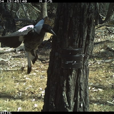 Gymnorhina tibicen (Australian Magpie) at Crowther, NSW - 4 Apr 2025 by Frecko