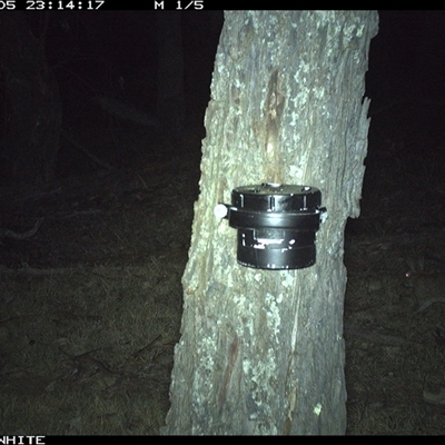 Oryctolagus cuniculus (European Rabbit) at Crowther, NSW - 5 Apr 2025 by Frecko