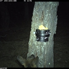 Wallabia bicolor (Swamp Wallaby) at Crowther, NSW - 7 Apr 2025 by Frecko