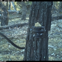 Wallabia bicolor (Swamp Wallaby) at Crowther, NSW - 8 Apr 2025 by Frecko