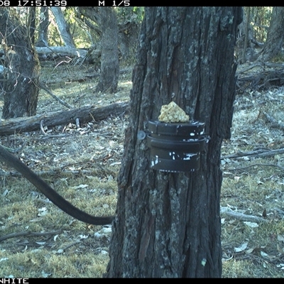 Wallabia bicolor (Swamp Wallaby) at Crowther, NSW - 8 Apr 2025 by Frecko
