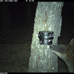 Wallabia bicolor (Swamp Wallaby) at Crowther, NSW - 9 Apr 2025 by Frecko