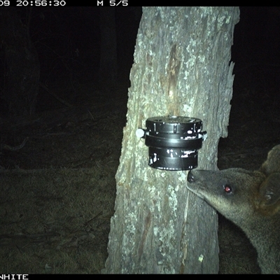Wallabia bicolor (Swamp Wallaby) at Crowther, NSW - 9 Apr 2025 by Frecko
