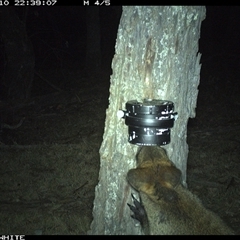 Wallabia bicolor (Swamp Wallaby) at Crowther, NSW - 10 Apr 2025 by Frecko