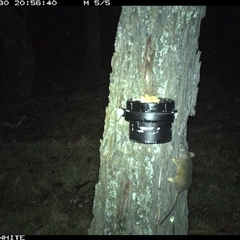 Antechinus flavipes (Yellow-footed Antechinus) at Crowther, NSW - 30 Mar 2025 by Frecko