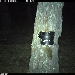 Antechinus flavipes at Crowther, NSW - 1 Apr 2025 by Frecko
