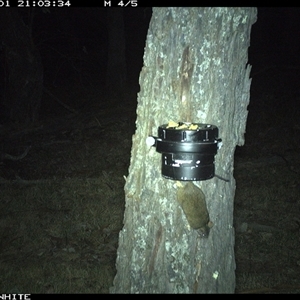 Antechinus flavipes at Crowther, NSW - 1 Apr 2025 by Frecko