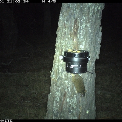 Antechinus flavipes at Crowther, NSW - 1 Apr 2025 by Frecko