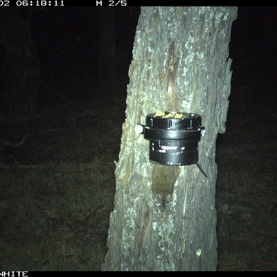 Antechinus flavipes (Yellow-footed Antechinus) at Crowther, NSW - 2 Apr 2025 by Frecko