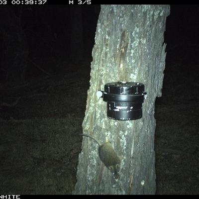 Antechinus flavipes (Yellow-footed Antechinus) at Crowther, NSW - 3 Apr 2025 by Frecko