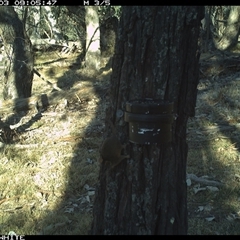 Antechinus flavipes (Yellow-footed Antechinus) at Crowther, NSW - 3 Apr 2025 by Frecko