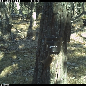 Antechinus flavipes (Yellow-footed Antechinus) at Crowther, NSW - 4 Apr 2025 by Frecko
