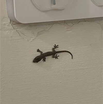 Hemidactylus frenatus at North Lambton, NSW - Today by Jessi