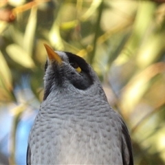 Manorina melanocephala at Kambah, ACT - 26 Jun 2025 04:20 PM