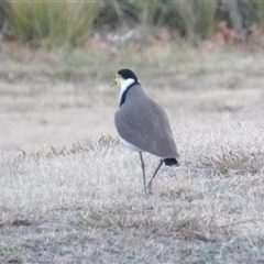 Vanellus miles at Kambah, ACT - 26 Jun 2025 04:50 PM