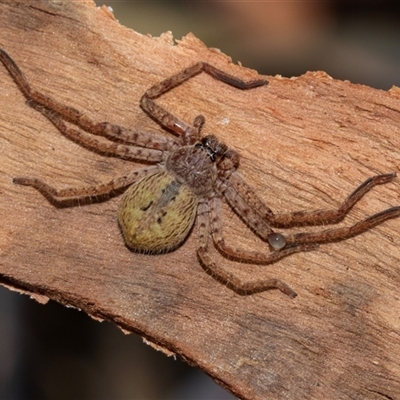 Isopeda or Isopedella sp. (genus) (Huntsman) at Acton, ACT - 20 Jun 2025 by AlisonMilton
