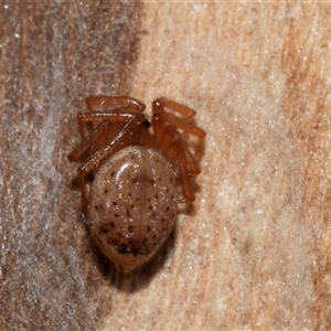 Unverified Other web-building spider at Turner, ACT - 20 Jun 2025 by AlisonMilton