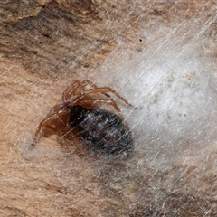 Unverified Other web-building spider at Turner, ACT - 20 Jun 2025 by AlisonMilton