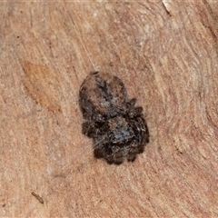Servaea sp. (genus) (Unidentified Servaea jumping spider) at Turner, ACT - 20 Jun 2025 by AlisonMilton