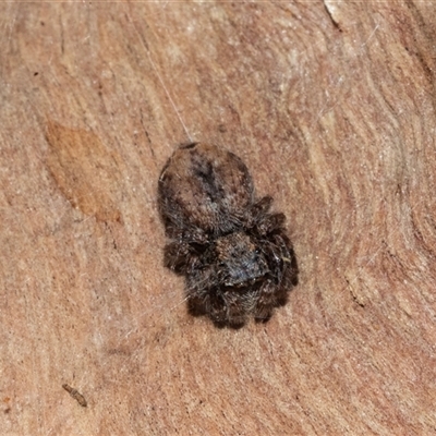 Servaea sp. (genus) (Unidentified Servaea jumping spider) at Turner, ACT - 20 Jun 2025 by AlisonMilton
