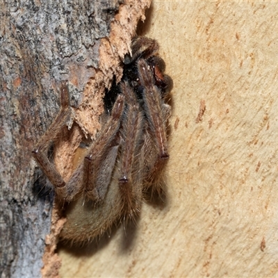 Delena cancerides at Acton, ACT - 20 Jun 2025 by AlisonMilton
