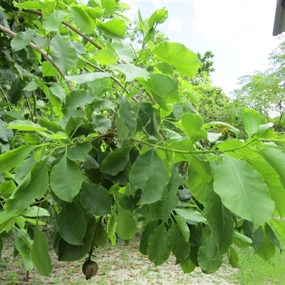 Planchonia careya (cocky apple) at Cooya Beach, QLD - 22 Jan 2023 by JasonPStewartNMsnc2016