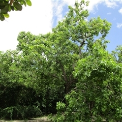 Planchonia careya at Cooya Beach, QLD - suppressed