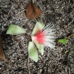 Planchonia careya at Cooya Beach, QLD - suppressed