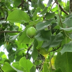 Planchonia careya at Cooya Beach, QLD - suppressed