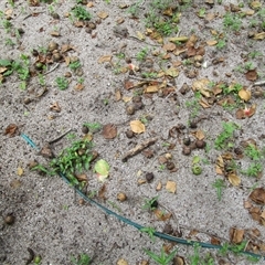 Planchonia careya at Cooya Beach, QLD - suppressed