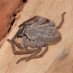 Isopeda canberrana at Acton, ACT - 20 Jun 2025 by AlisonMilton