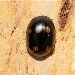 Paropsisterna octosignata (Eucalyptus leaf beetle) at Acton, ACT - 20 Jun 2025 by AlisonMilton