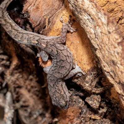 Christinus marmoratus (Southern Marbled Gecko) at Acton, ACT - 20 Jun 2025 by AlisonMilton