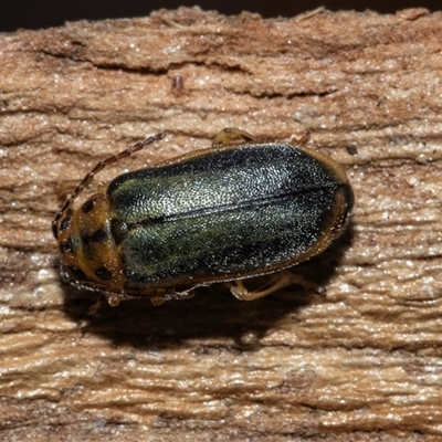 Unverified Leaf beetle (Chrysomelidae) at Acton, ACT - 20 Jun 2025 by AlisonMilton