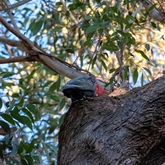 Callocephalon fimbriatum (Gang-gang Cockatoo) at Penrose, NSW - Yesterday by Aussiegall