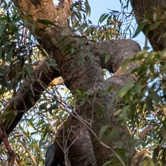 Callocephalon fimbriatum at Penrose, NSW - suppressed