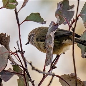 Smicrornis brevirostris at Whitlam, ACT - Yesterday by Untidy