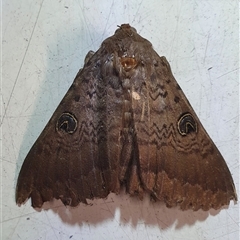 Dasypodia selenophora (Southern old lady moth) at Penrose, NSW - Yesterday by Aussiegall