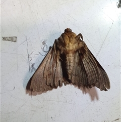 Dasypodia selenophora at Penrose, NSW - suppressed