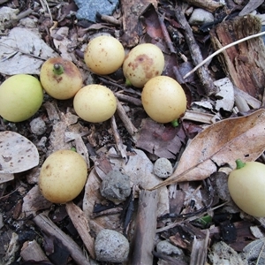 Opilia amentacea at Newell, QLD - 12 Jan 2023 11:02 AM